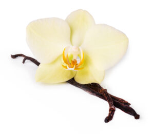 Flor y ramas de vainilla sobre fondo blanco